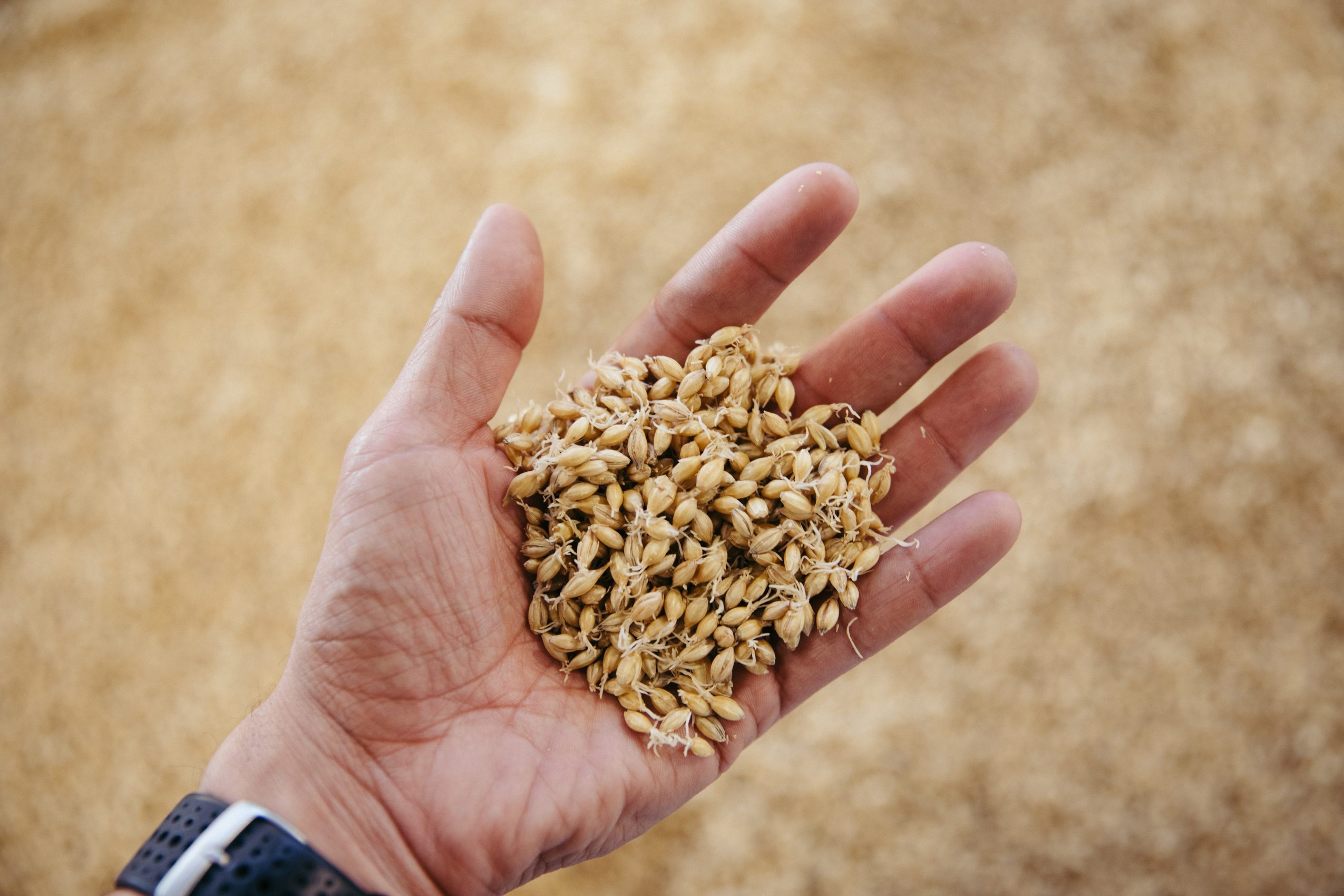 Kernels of craft malt in the palm of a hand