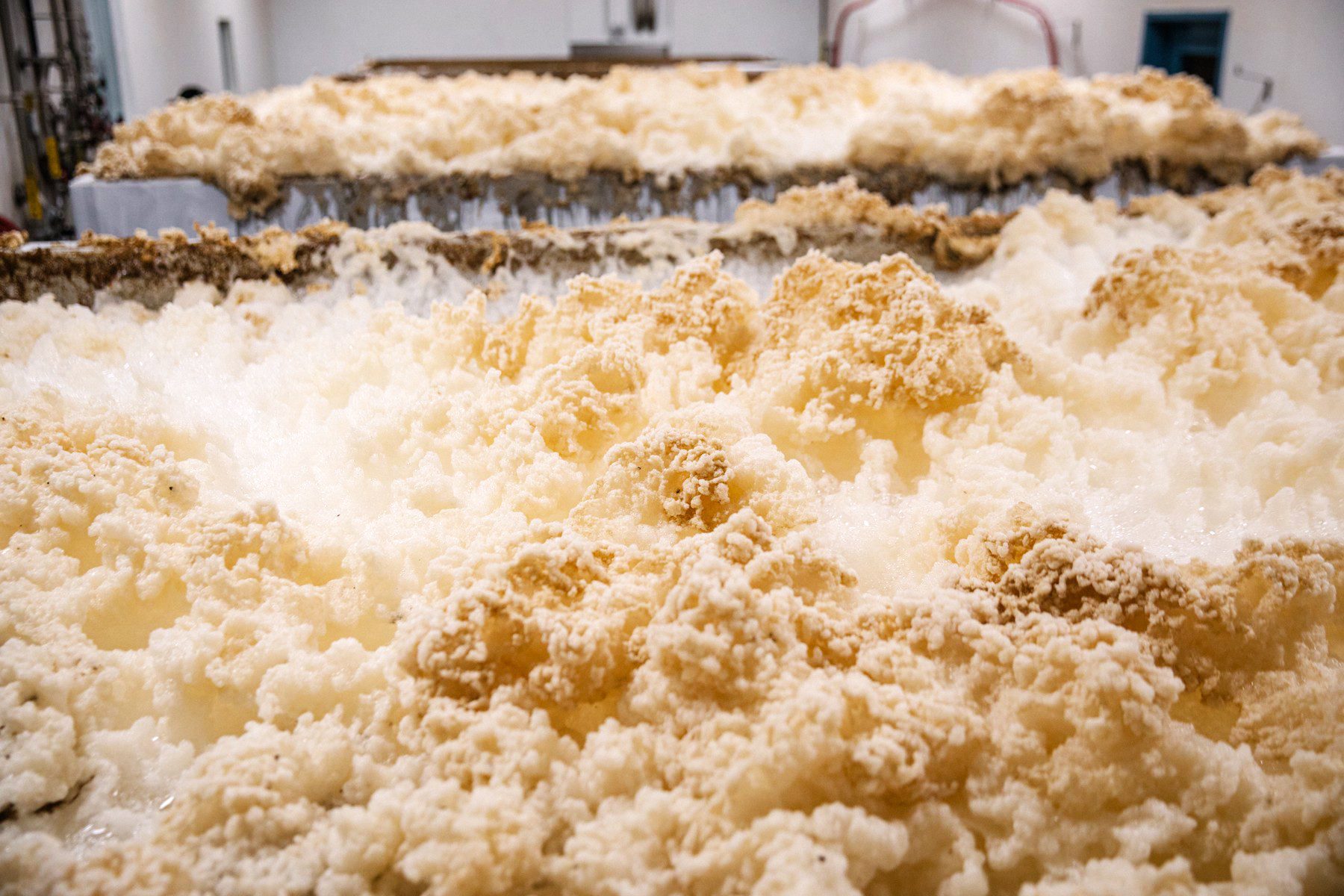 Ale yeast foams and froths in open fermentation tanks at Sierra Nevada Brewing Co.