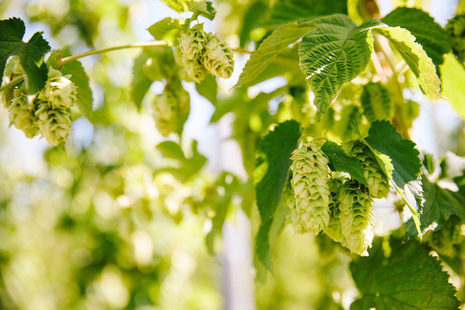 Close-up view of hop cones growing at Sierra Nevada Brewing Co.