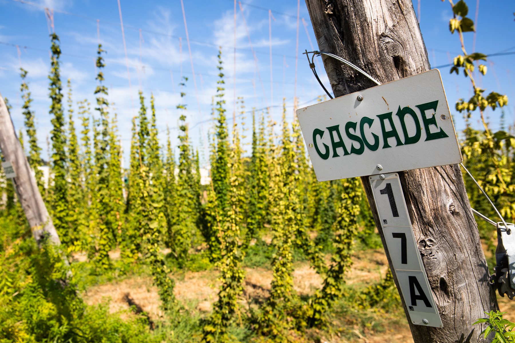 A sign demarking Cascade hops at the Sierra Nevada hop field