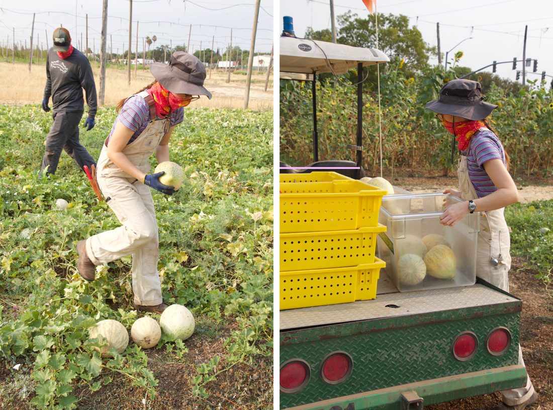 Side by side photos of workers harvesting melons in the Sierra Nevada Brewing Co. garden