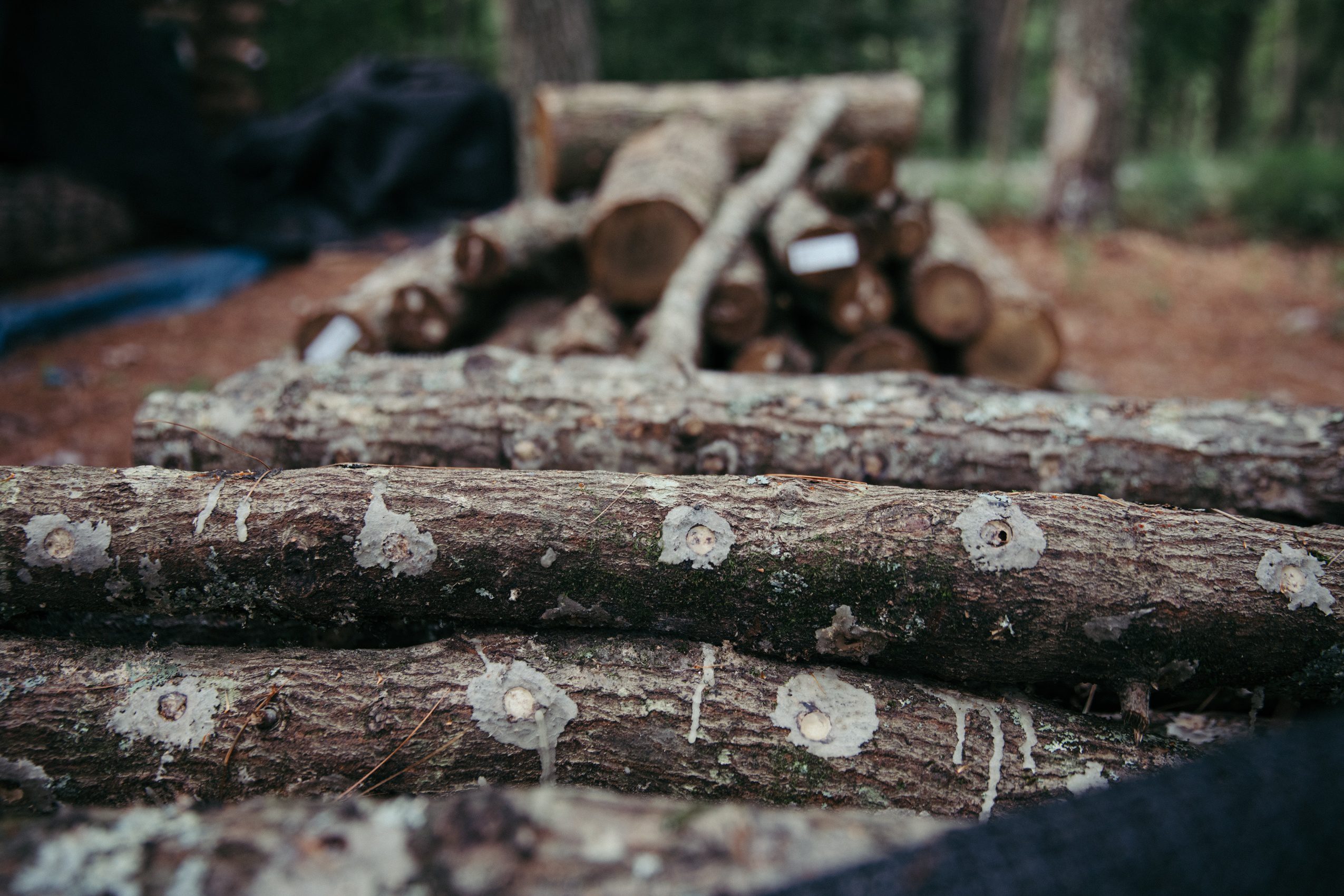 a stack of logs recently inoculated for growing mushrooms
