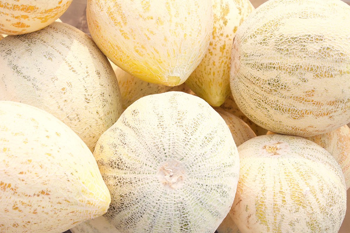Close view of melons piled after harvest