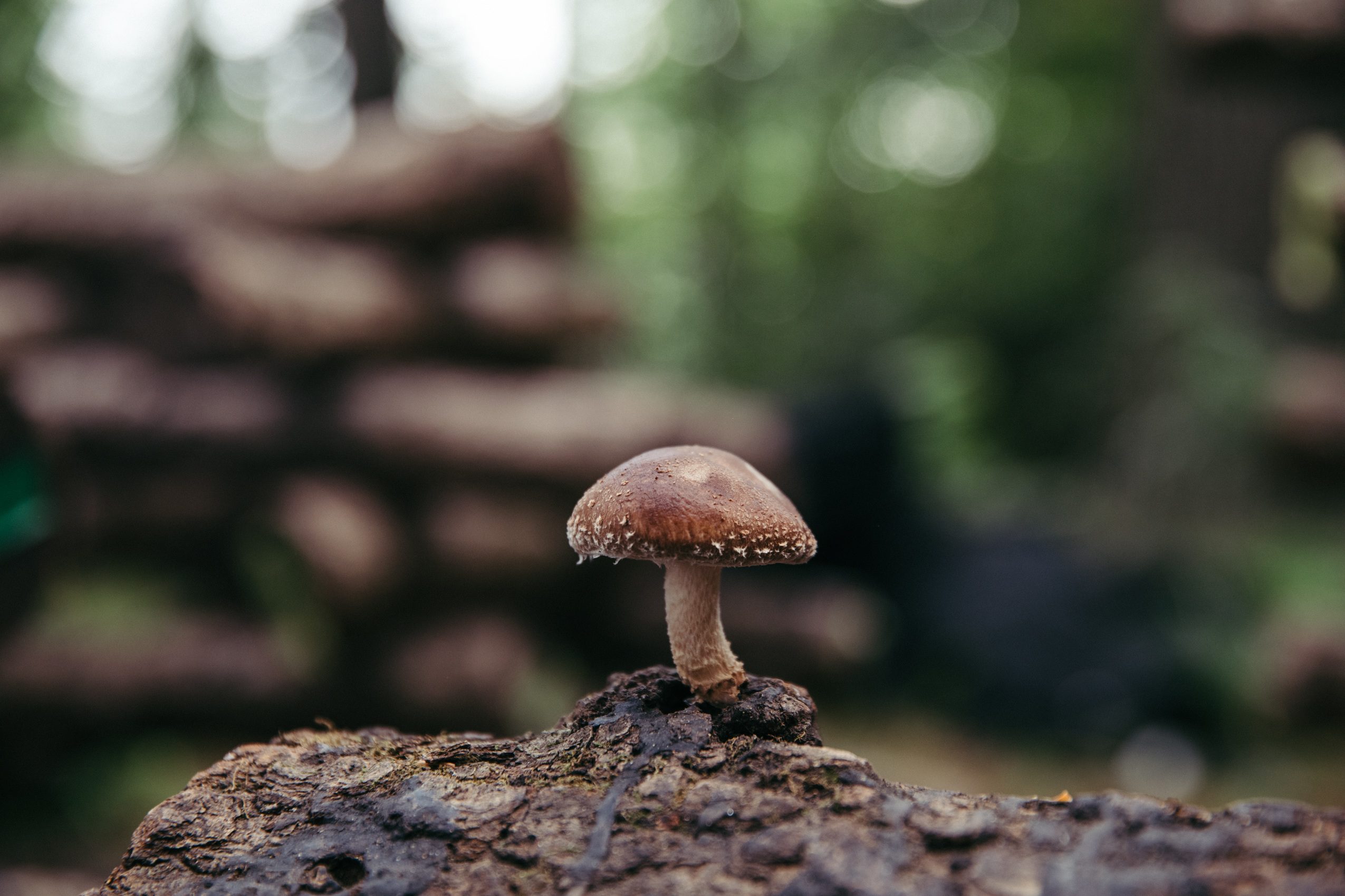 a single shiitake mushroom in focus on a log