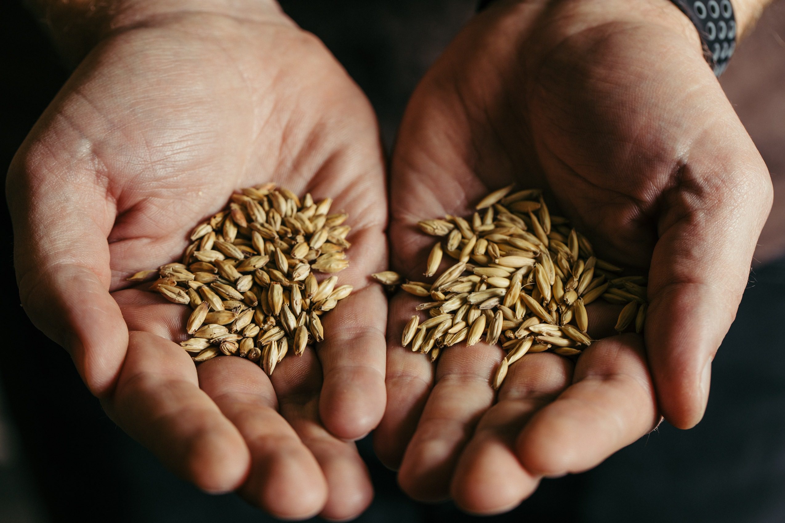 Side-by-side hands comparing malted barley and malted oats