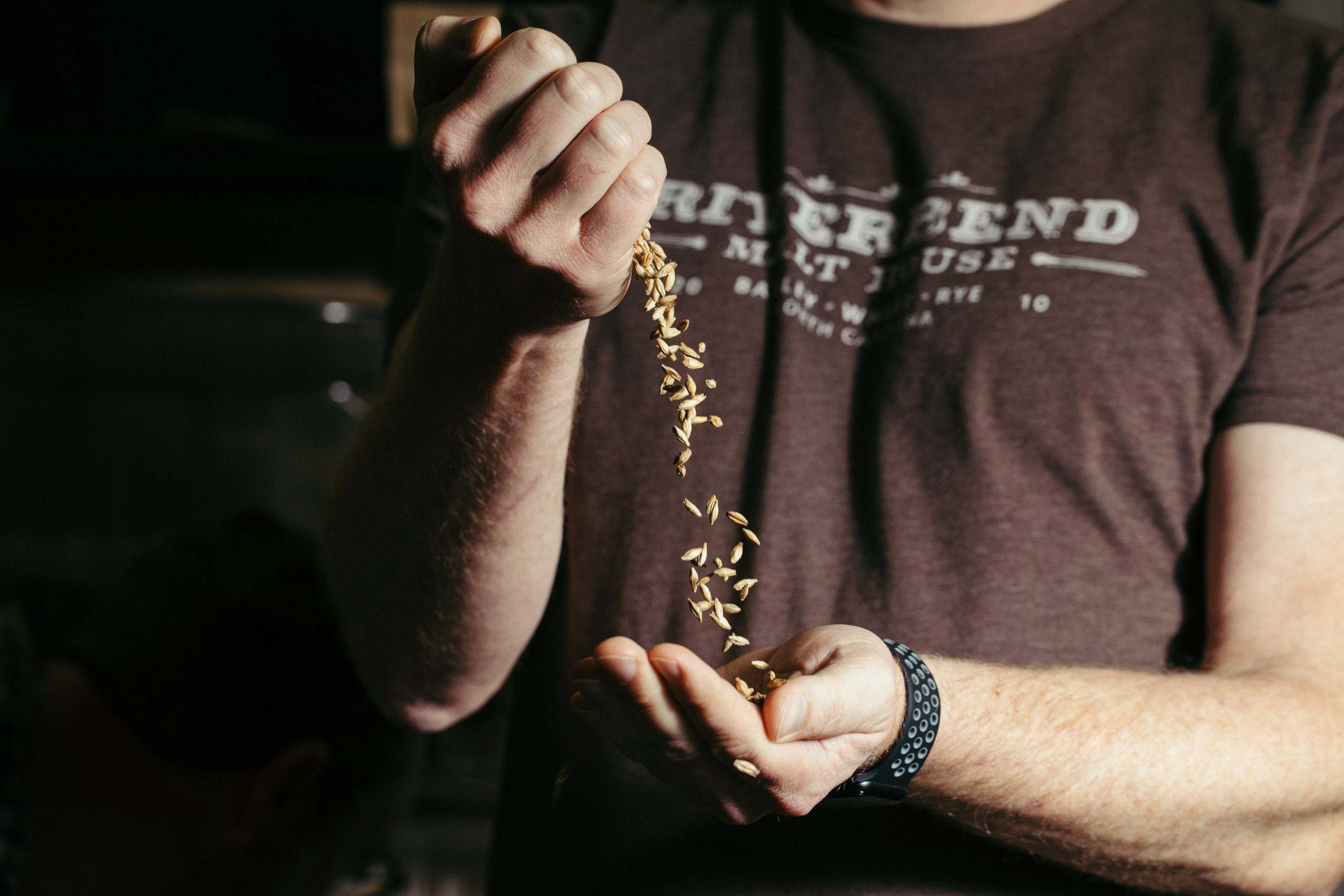 Pouring craft malted barley between hands