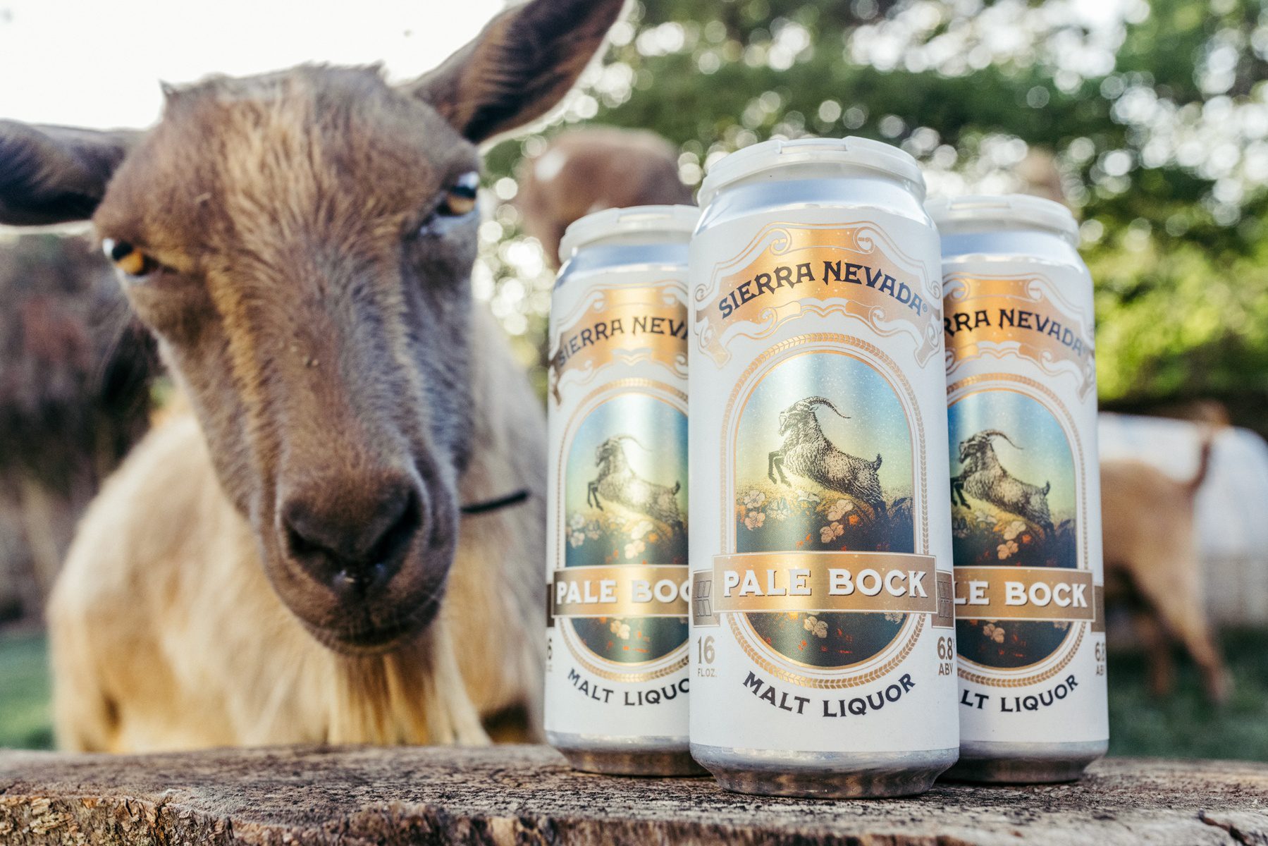A goat rests its head next to a four-pack of Sierra Nevada Pale Bock beer
