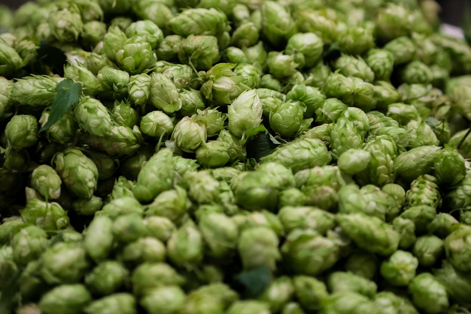 A vibrant green pile of freshly harvested hops