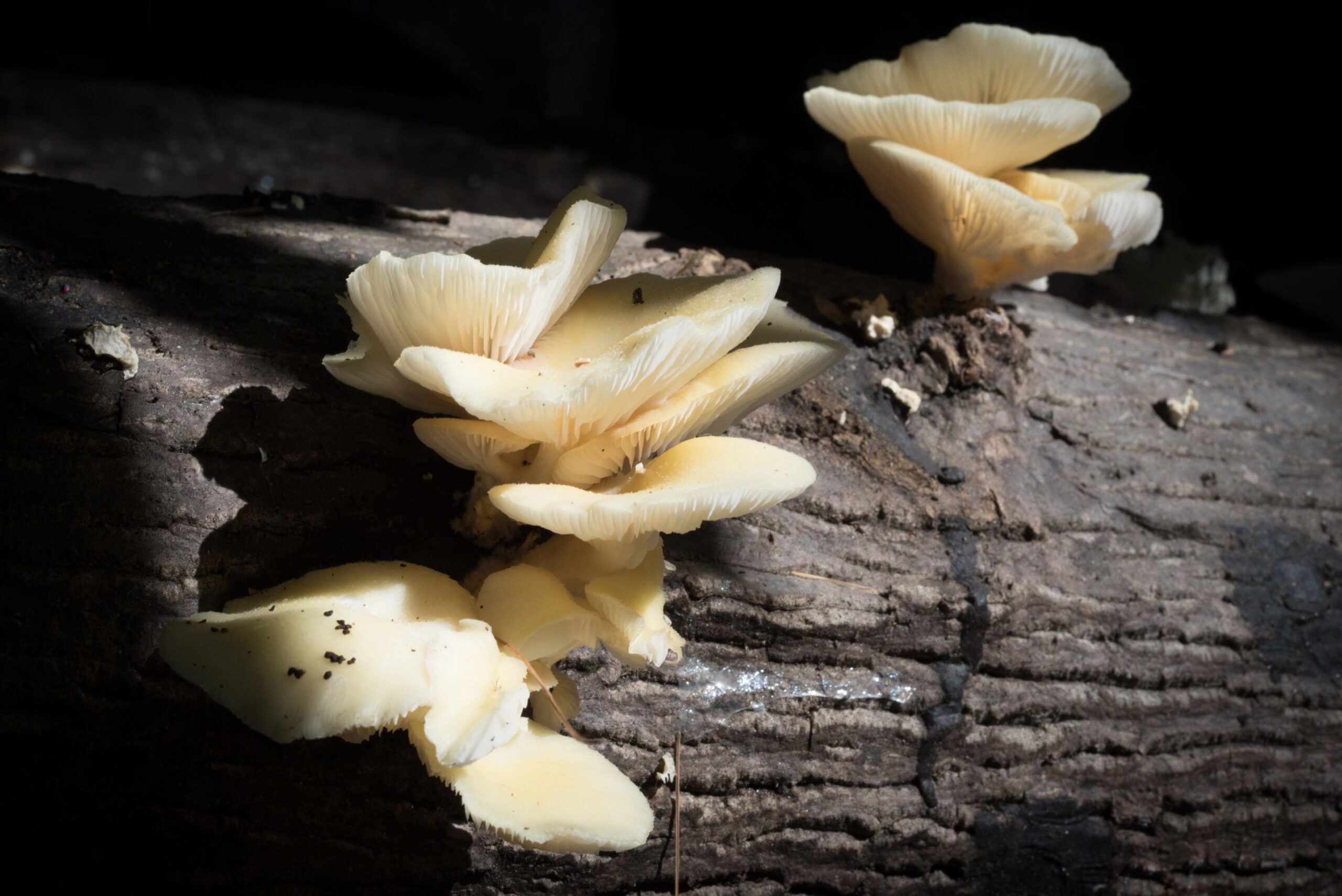 oyster mushrooms growing on a log at Sierra Nevada Brewing Co.