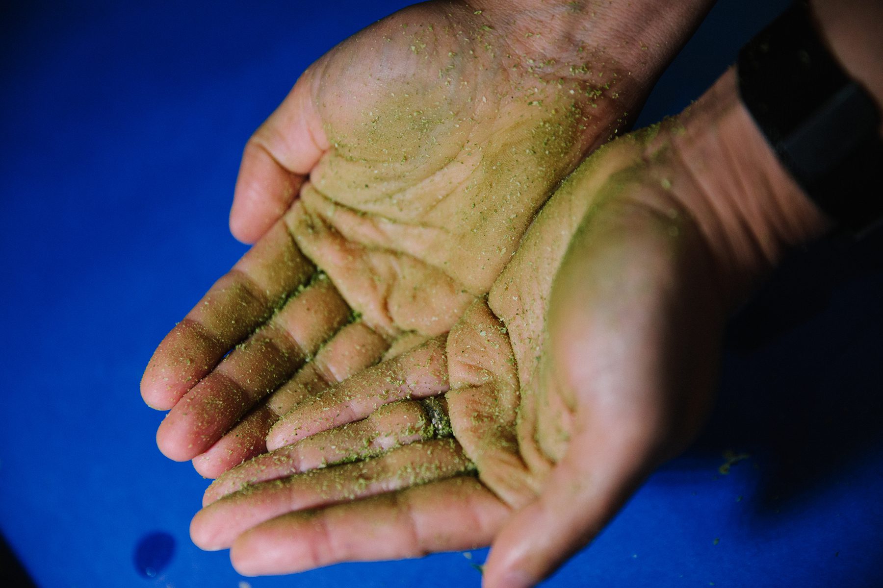 Close view of hands covered in green hop residue