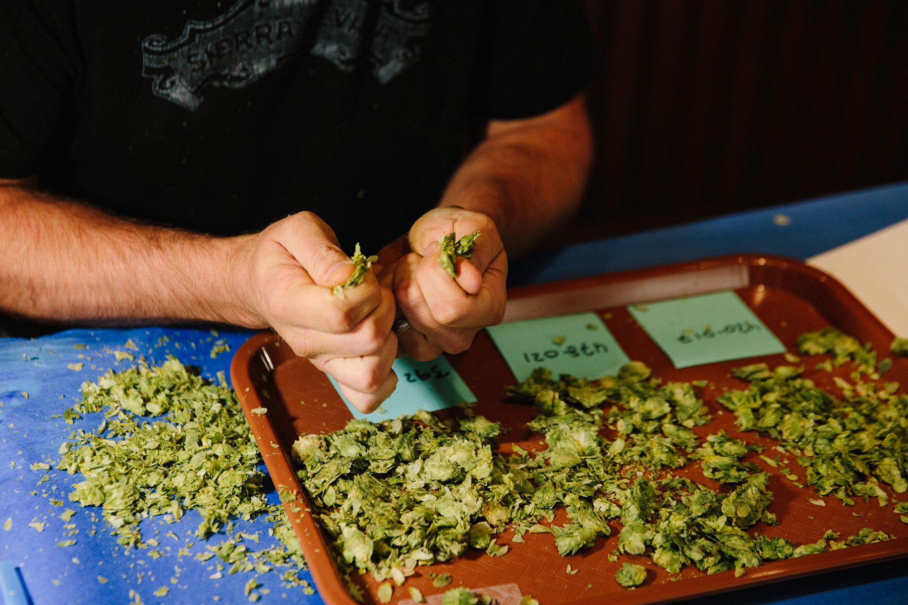 A Sierra Nevada brewer rubbing hops in their hands