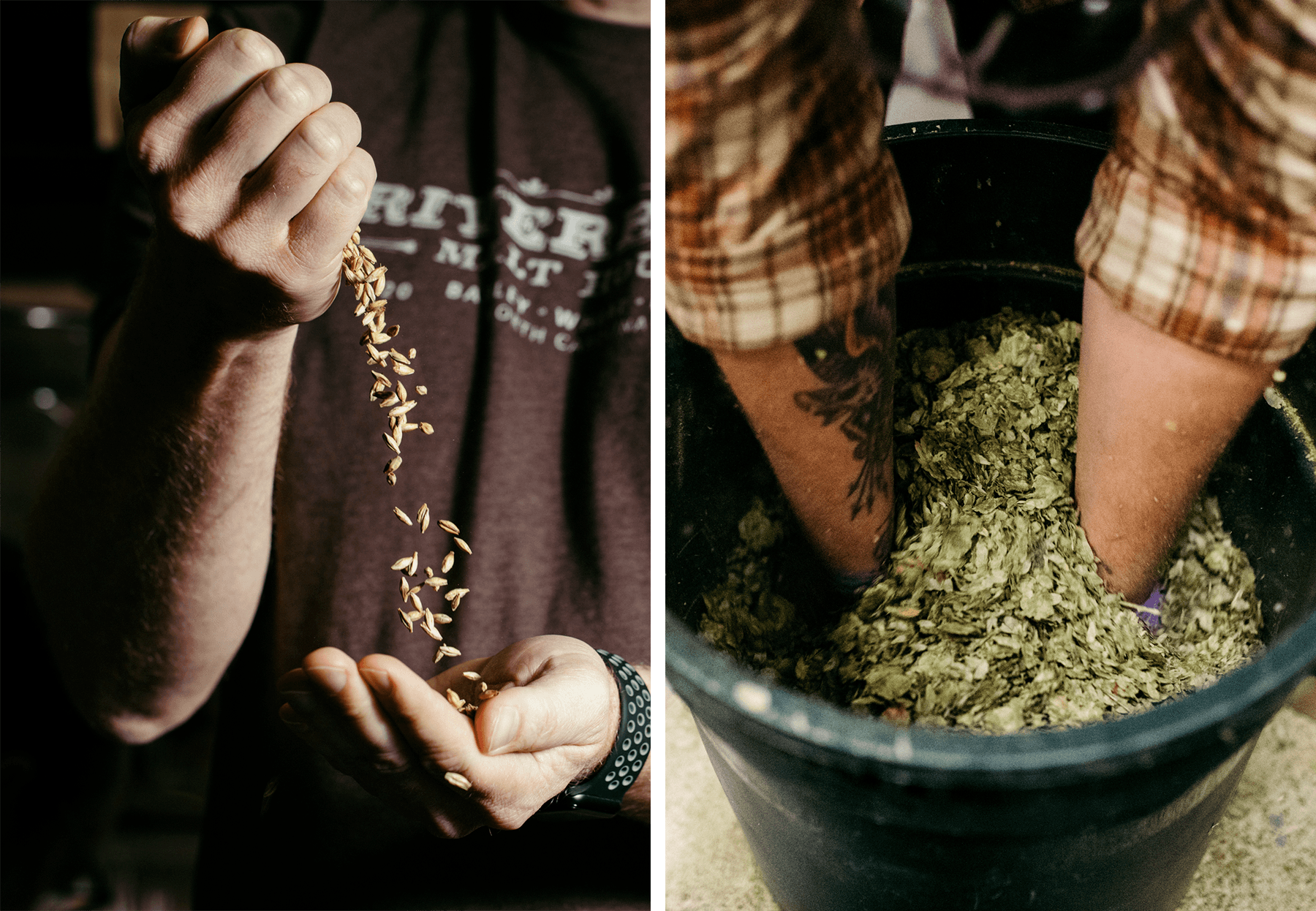 Hands holding malted oats next to hands reaching into a bin of hops.