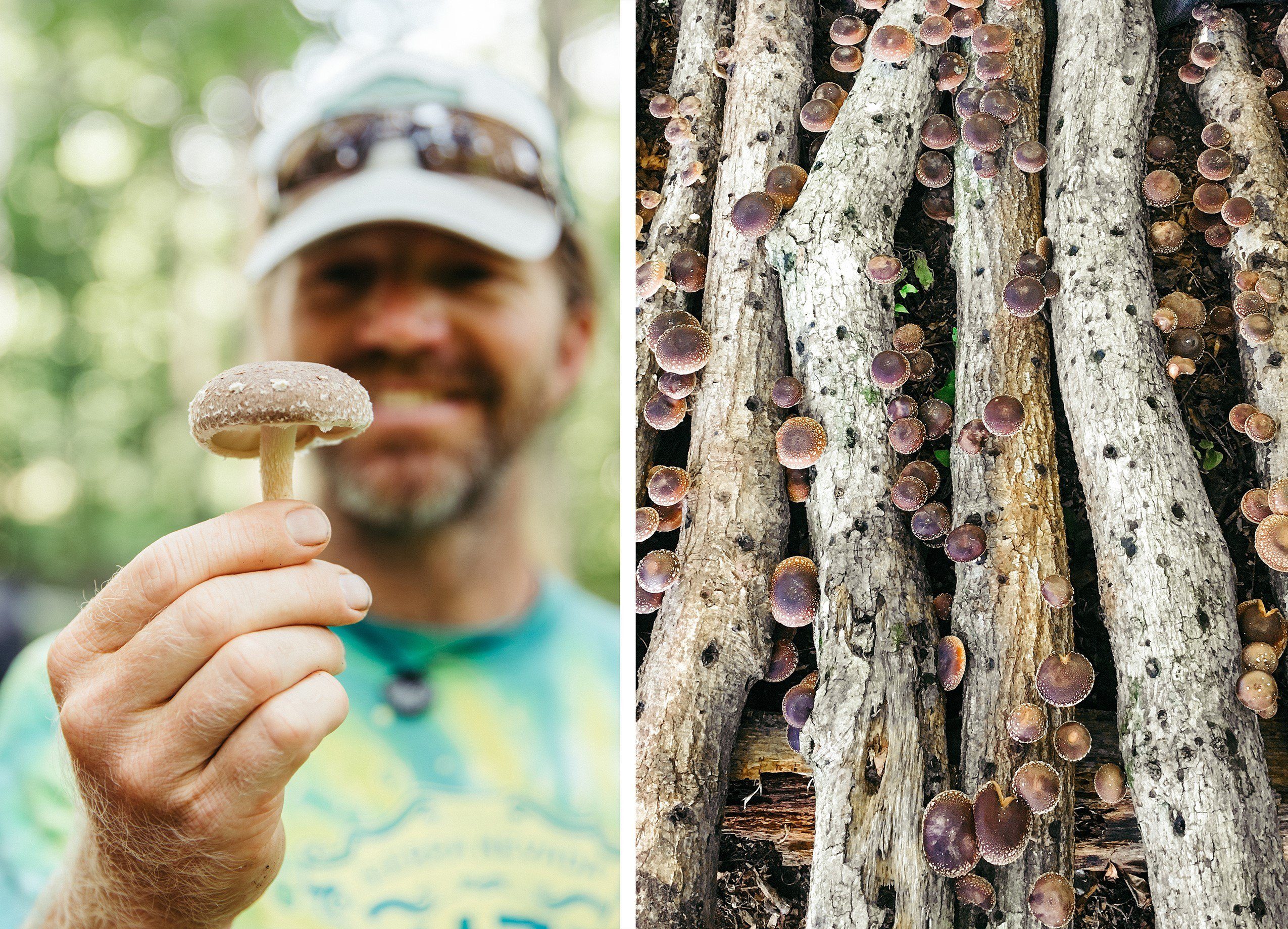 side-by-side images of a man holding a shiitake mushroom and a stack of logs growing shiitake mushrooms