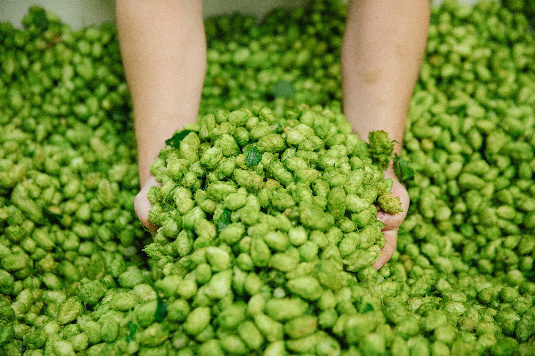 Two hands reaching into a pile of freshly harvested hops.