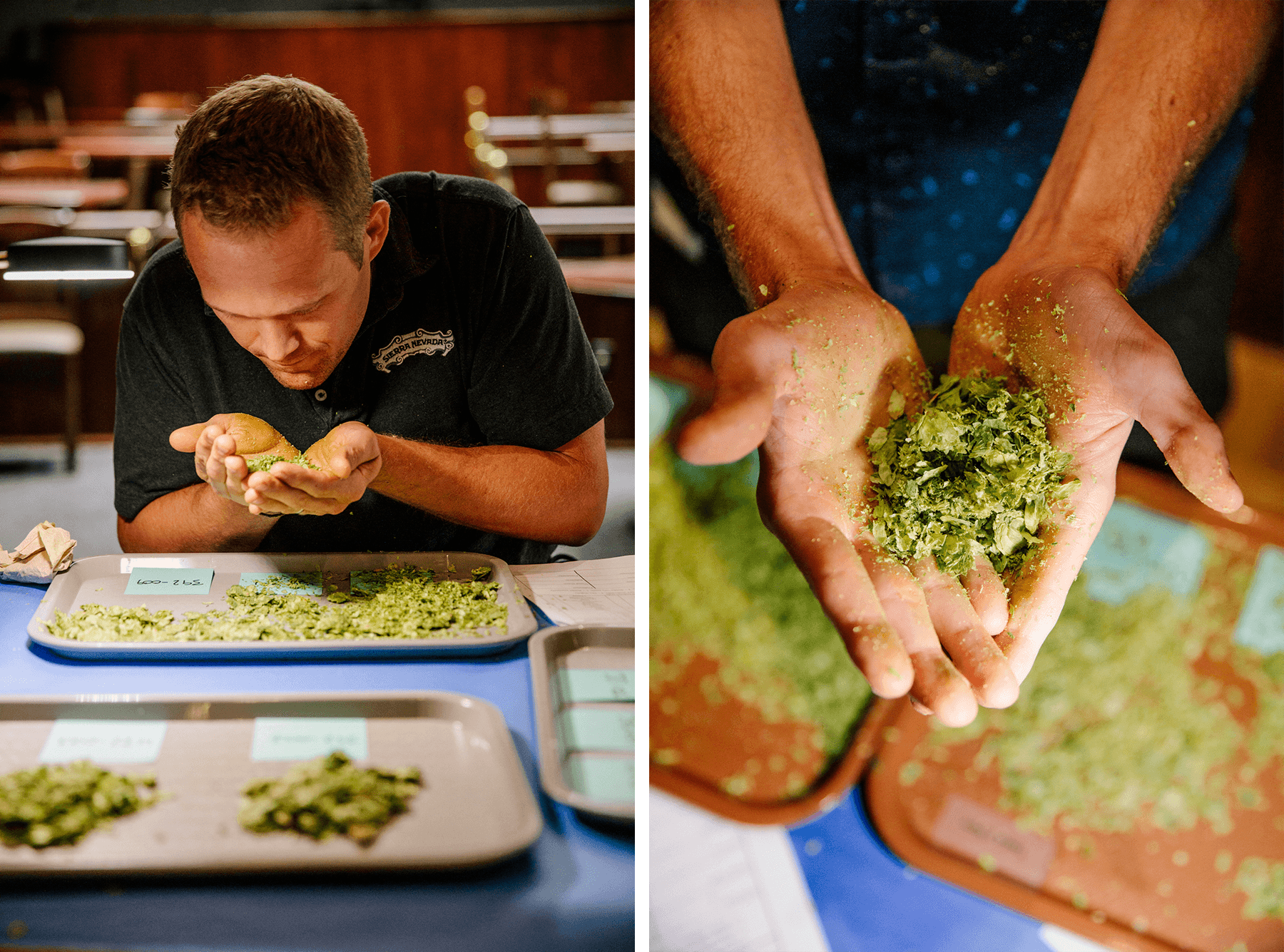 Sierra Nevada brewers rubbing and smelling hops during annual hop selection