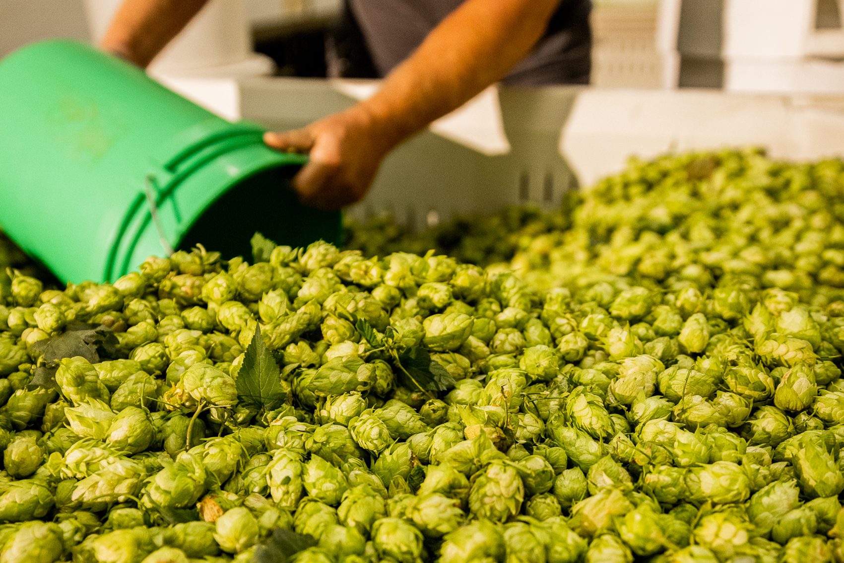 Dipping a bucket into a pile of wet hops