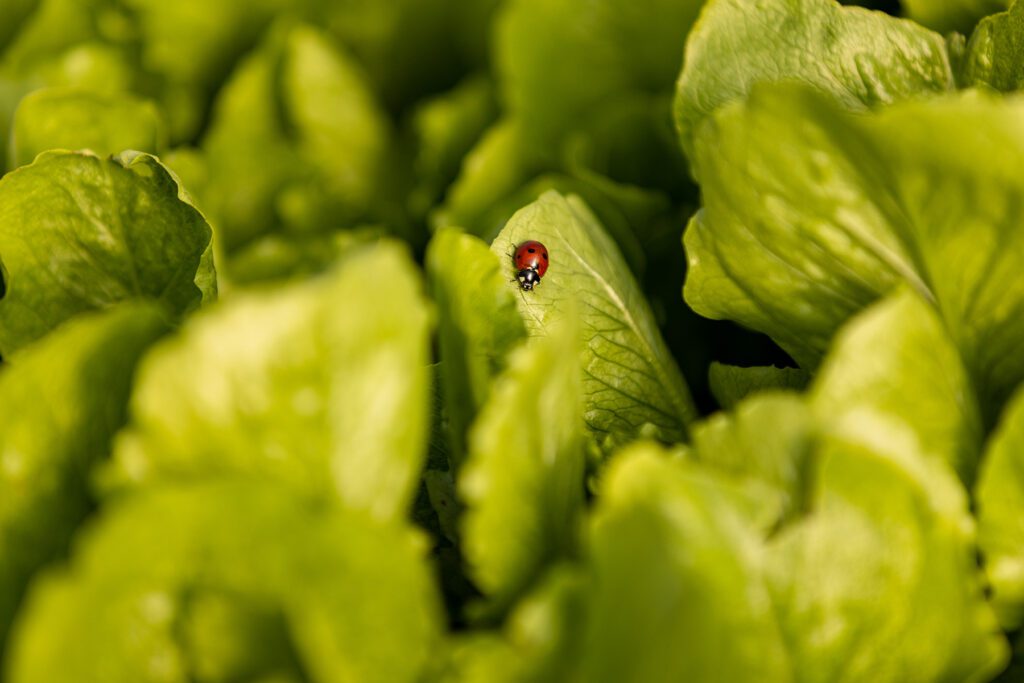 A ladybug on leafy greens