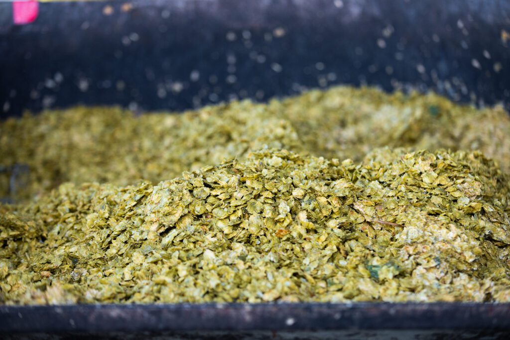 A pile of whole-cone hops after being used for dry-hopping