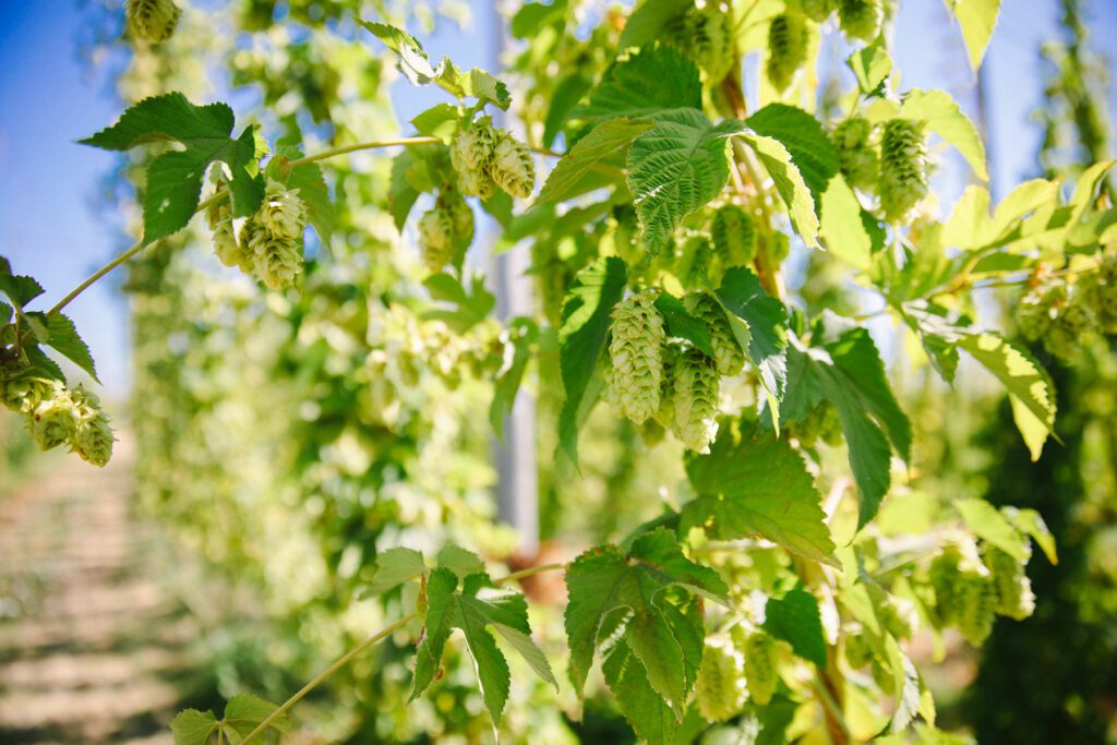 Hops growing at Sierra Nevada Brewing Co.