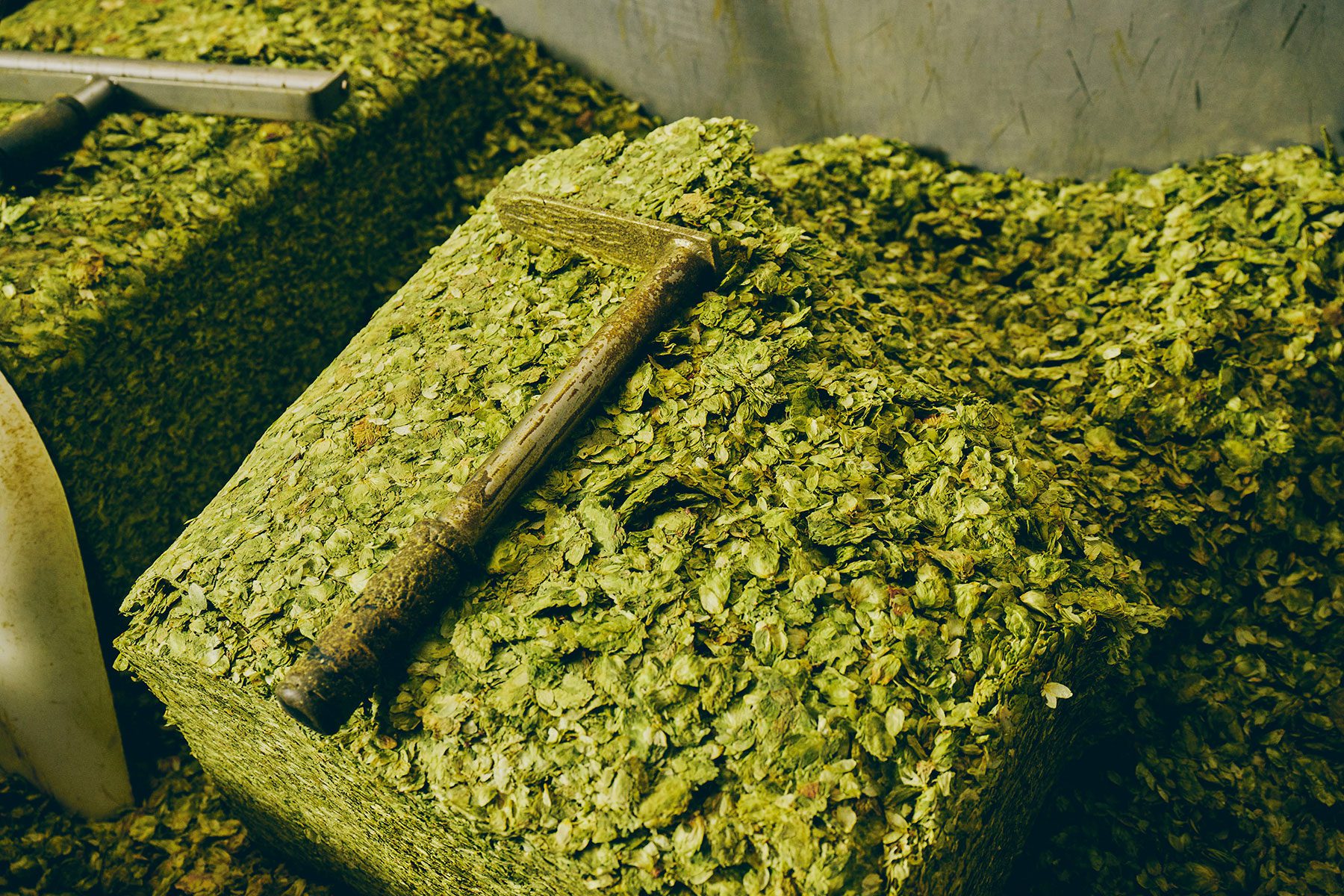 A large bale of hops in the Sierra Nevada hop freezer